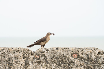 A small bird with a seed in its beak on the ramparts of Cartagena in Colombia