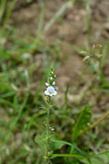 Thyme-leaved speedwell flowers