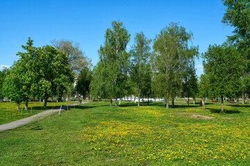 Beautiful green meadow with dandelions in the city of Orel