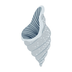 Sea shell isolated on white background