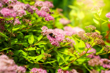 Wildlife and botany blend as a bee gathers nectar from a blooming spirea under bright sunlight.