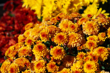 Vibrant yellow and orange chrysanthemum blossoms create a stunning floral autumn background.