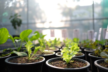 Closed up little vegetable in black basket. Agricultural experiement in plant House. Growing Up Salad for those who planted byself. Blured green leaf tree in solid soils.