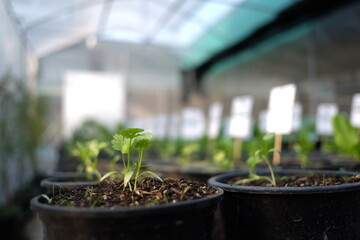 Closed up little vegetable in black basket. Agricultural experiement in plant House. Growing Up Salad for those who planted byself. Blured green leaf tree in solid soils.