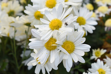 white Common daisy beautiful flowers with blur green background in garden, White beautiful daisies on a field in green grass, Oxeye daisy, Leucanthemum vulgare, Daisies, Dox-eye, Dog daisy in nature