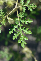 Watermelon Nightshade leaves