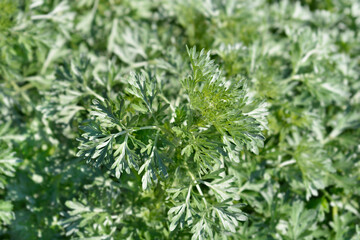 Common wormwood leaves