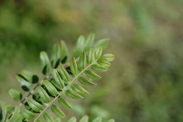 False indigo-bush leaves