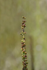 Oval leaf Speedwell seed head