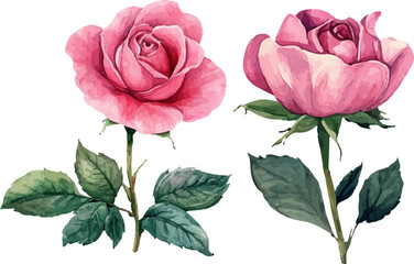Fototapeta premium pink rose with leaves