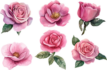 Fototapeta premium pink roses on white