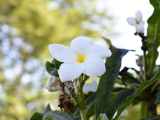 white flower called plumeria pudica  in the garden, Plumeria Pudica white flowers, Plumeria Pudica Flowers Beautiful tulips flowers blooming outdoors garden. White color Plumeria Pudica flowers image