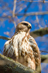 common buzzard perching on a tree branch on a sunny day close-up