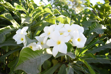white flower called plumeria pudica  in the garden, Plumeria Pudica white flowers, Plumeria Pudica Flowers Beautiful tulips flowers blooming outdoors garden. White color Plumeria Pudica flowers image