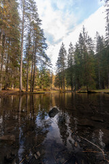 Obraz premium lake in the forest
