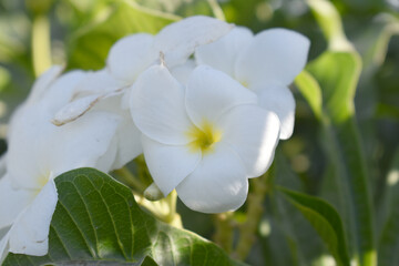 white flower called plumeria pudica  in the garden, Plumeria Pudica white flowers, Plumeria Pudica Flowers Beautiful tulips flowers blooming outdoors garden. White color Plumeria Pudica flowers image