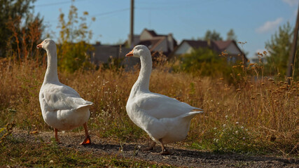 White Geese Walking in a Rural Landscape