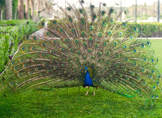 Obraz premium Amazing beautiful peacock walking Dubai Sheikh Palace garden