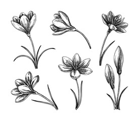 Saffron flower sketches set. Hand drawn crocus flower vector illustration. Wildflower chalk drawing. Spring design elements. NOT AI generated
