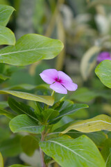 Close-up view of purple madagascar periwinkle, The scientific name is Catharanthus roseus, purple periwinkle flower closeup, Cape Periwinkle, Graveyard plant, Madagascar Periwinkle, Old Maid, closeup 