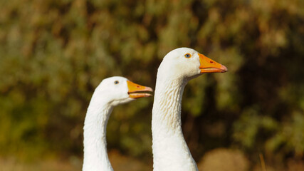Two White Geese with Orange Beaks in Nature