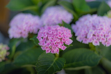 Fototapeta premium Hydrangeas blooming in June in Kamakura, Kanagawa Prefecture, Japan
