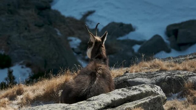 Tatra chamois lying on mountains in winter time