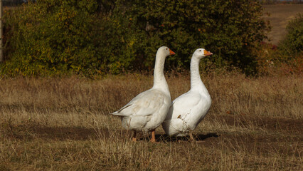 White Geese Walking in a Rural Landscape