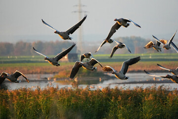 Flock of wild greyleg geese taking flight over a wetland during golden hour