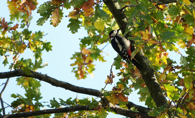 Great spotted woodpecker (Dendrocopos major) perched on an oak tree branch with green and yellow leaves