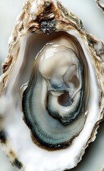 shell on a white background