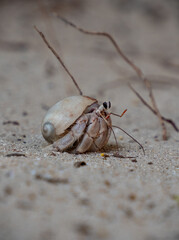 Hermit crab on a beach in Zanzibar