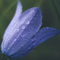 Blume mit Regentropfen