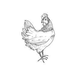 Hen vector illustration hand drawn with ink and isolated on white background. Graphic sketch of chicken. For farm products and eggs packaging design