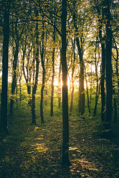Herbstwald im Sonnenlicht auf der Schw&auml;bischen Alb