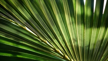 Obraz premium Beneath the canopy, palm fronds stretch toward the sky, their vivid green hues illuminated by soft sunlight