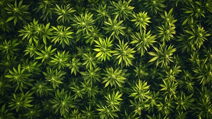 Lush Green Plant Leaves from Above in a Vibrant Natural Setting