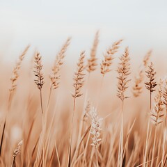 Obraz premium Golden grass sways gently in a serene landscape, reflecting the beauty of nature under a soft, hazy sky.
