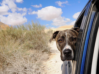 Dog's head in a car window.