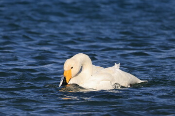 white swan in the water