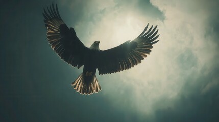 Obraz premium Majestic eagle soaring against a dramatic sky illuminated by sunlight