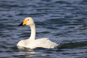 Fototapeta premium white swan on the water