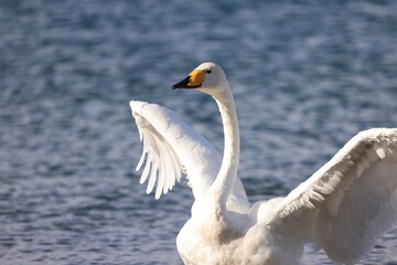 swan showing off its wing