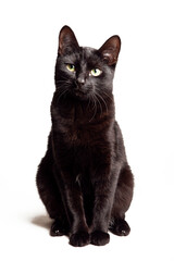 Black cat with green eyes isolated on white background looking up, studio shot