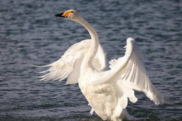 swan showing off its wing