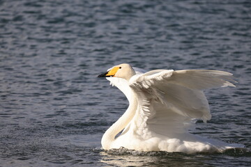 swan closes its wing