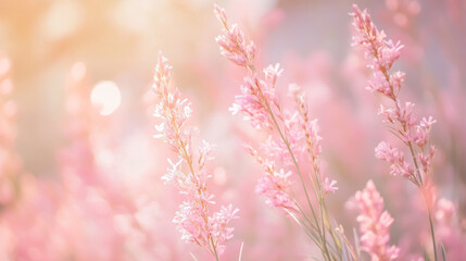 Naklejka premium A pastel pink background for a soft visual effect.