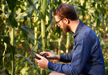 Smart, farm and man in field with tablet for eco resources, corn growth or agro management. Agritech, inspection and farmer on digital app for sustainable agriculture, quality control or permaculture © peopleimages.com