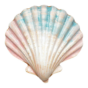 PNG Elegant pink and blue shell design for decor