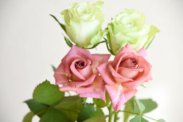 ブラウンと緑のばら